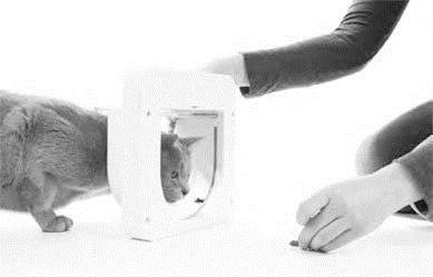 Иллюстрация к книге — Как воспитать вашу кошку [_49.jpg]