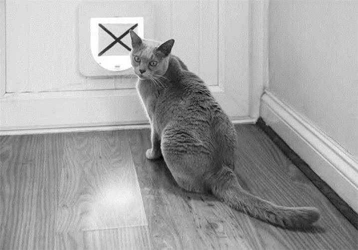 Иллюстрация к книге — Как воспитать вашу кошку [_52.jpg]