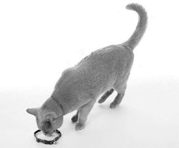 Иллюстрация к книге — Как воспитать вашу кошку [_53.jpg]