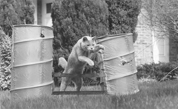 Иллюстрация к книге — Как воспитать вашу кошку [_57.jpg]