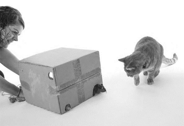 Иллюстрация к книге — Как воспитать вашу кошку [_63.jpg]