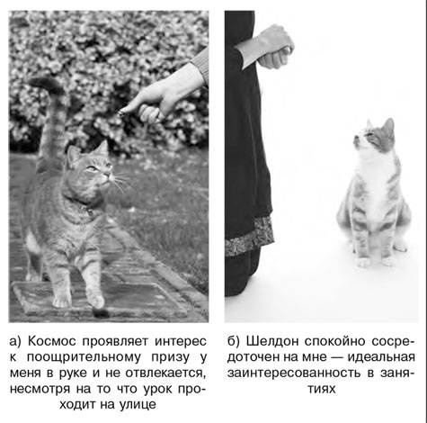 Иллюстрация к книге — Как воспитать вашу кошку [_7.jpg]