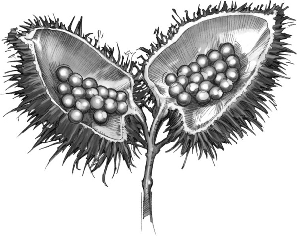 Иллюстрация к книге — Секрет рапторов [_169.jpg]