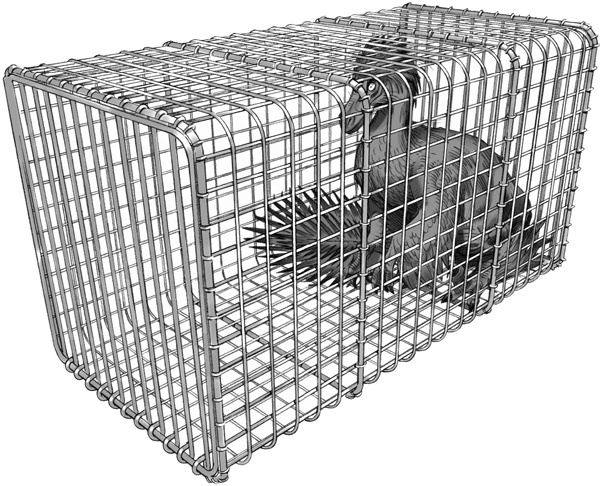 Иллюстрация к книге — Секрет рапторов [_278.jpg]