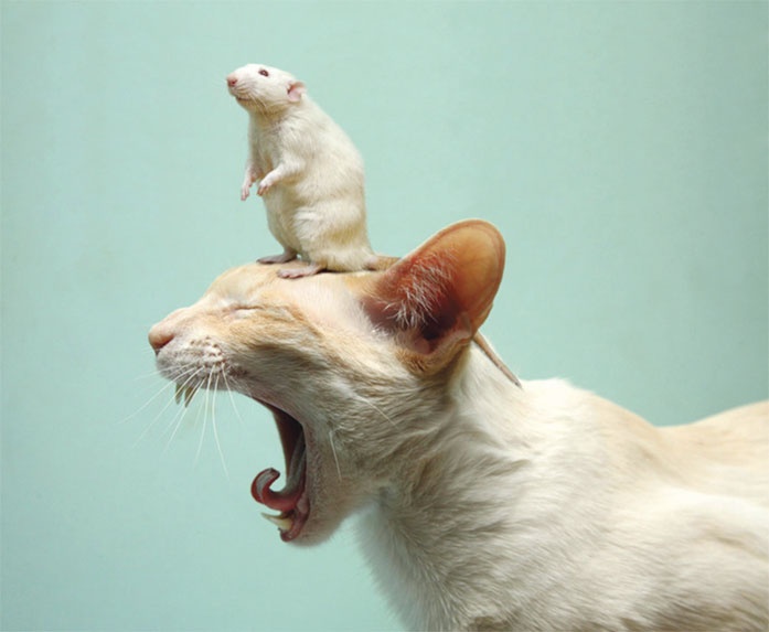 Иллюстрация к книге — Гуру пьет бурбон? [i_004.jpg]