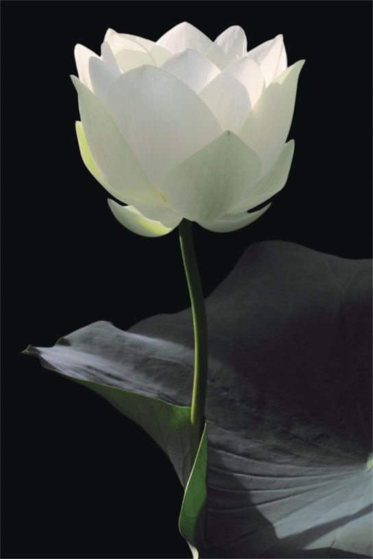 Иллюстрация к книге — Гуру пьет бурбон? [i_034.jpg]