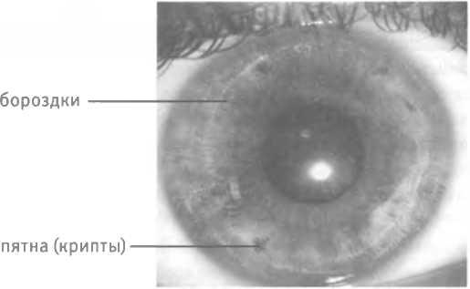 Иллюстрация к книге — Любовь и секс. Как мы ими занимаемся. Прямой репортаж из научных лабораторий, изучающих человеческую сексуальность [i_007.jpg]