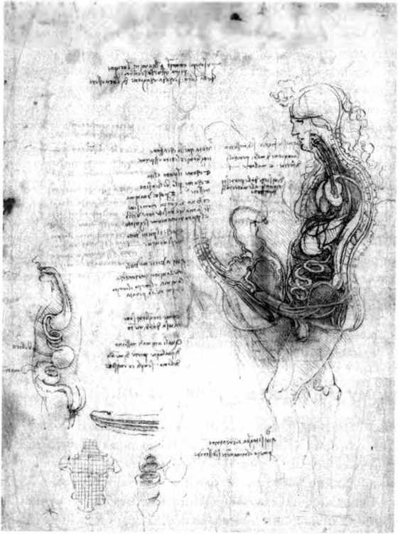 Иллюстрация к книге — Любовь и секс. Как мы ими занимаемся. Прямой репортаж из научных лабораторий, изучающих человеческую сексуальность [i_013.jpg]