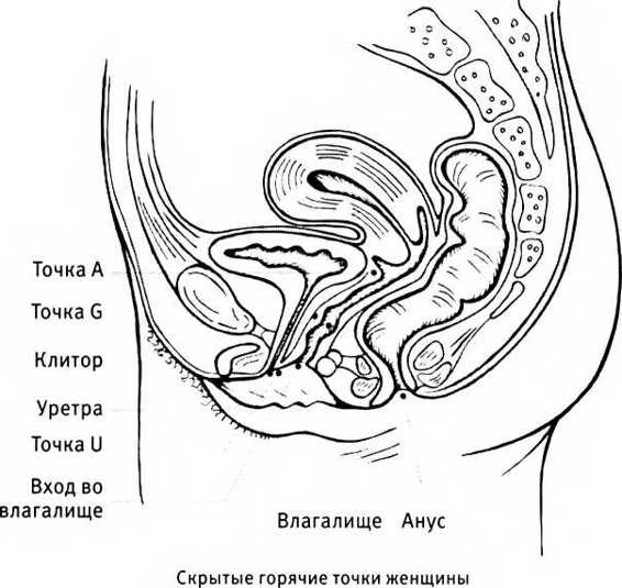 Иллюстрация к книге — Любовь и секс. Как мы ими занимаемся. Прямой репортаж из научных лабораторий, изучающих человеческую сексуальность [i_018.jpg]