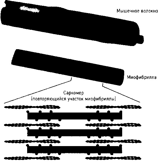Иллюстрация к книге — Осторожно, спорт! О вреде бега, фитнеса и других физических нагрузок [img_5.jpg]