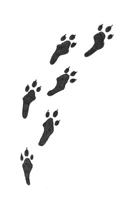 Иллюстрация к книге — Отец Рождество и Я [i_062.jpg]