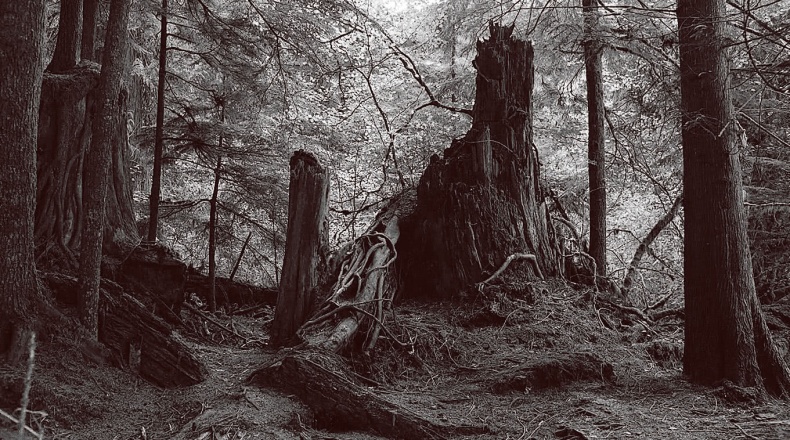 Иллюстрация к книге — Твин-Пикс. Последнее досье [i_020.jpg]