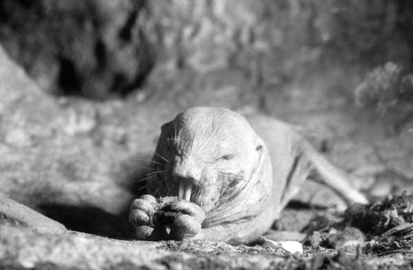 Иллюстрация к книге — Про GOOGLE [i_042.jpg]