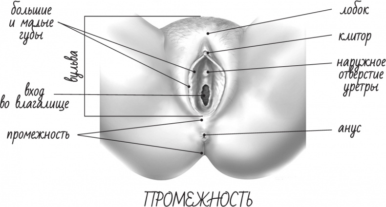 Иллюстрация к книге — Project Woman. Тонкости настройки женского организма. Узнай, как работает твое тело [i_002.jpg]