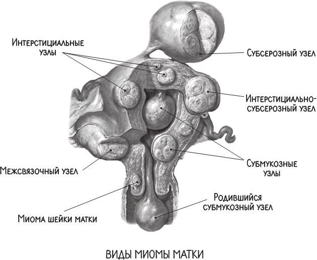 Иллюстрация к книге — Project Woman. Тонкости настройки женского организма. Узнай, как работает твое тело [i_008.jpg]