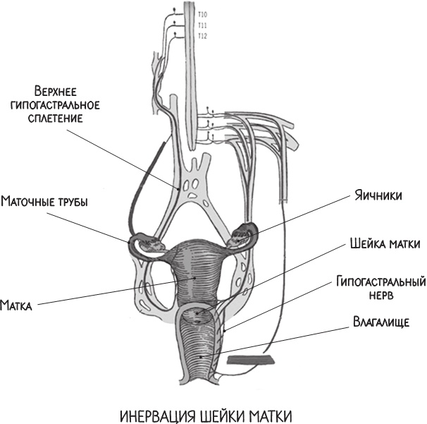 Иллюстрация к книге — Project Woman. Тонкости настройки женского организма. Узнай, как работает твое тело [i_017.jpg]