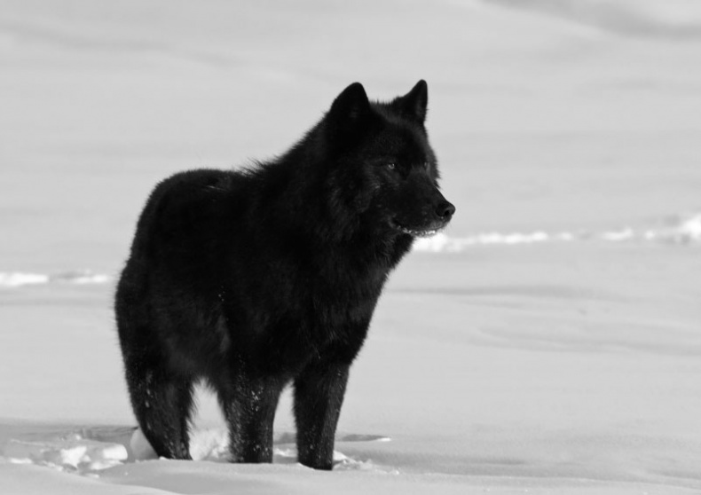 Иллюстрация к книге — Волк по имени Ромео. Как дикий зверь покорил сердца целого города [i_001.jpg]