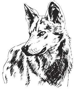 Иллюстрация к книге — Волк по имени Ромео. Как дикий зверь покорил сердца целого города [i_003.jpg]