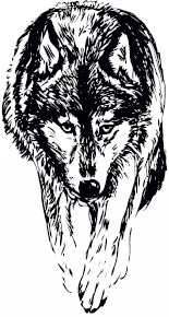 Иллюстрация к книге — Волк по имени Ромео. Как дикий зверь покорил сердца целого города [i_008.jpg]