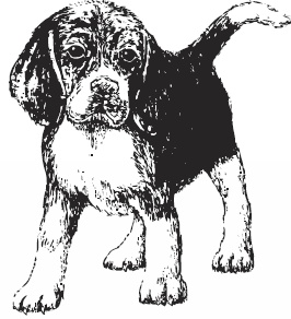 Иллюстрация к книге — Волк по имени Ромео. Как дикий зверь покорил сердца целого города [i_011.jpg]