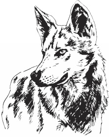 Иллюстрация к книге — Волк по имени Ромео. Как дикий зверь покорил сердца целого города [i_018.jpg]