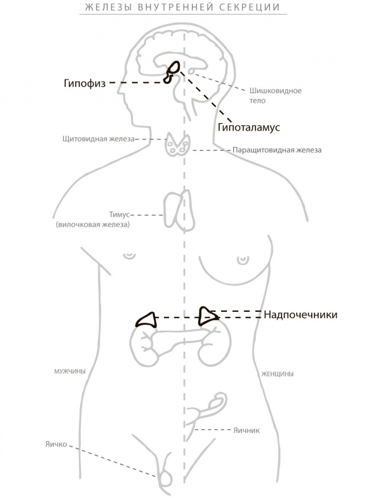 Иллюстрация к книге — Программа восстановления иммунной системы. Практический курс лечения аутоиммунных заболеваний в четыре этапа [i_010.jpg]