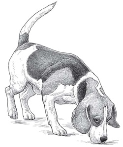 Иллюстрация к книге — Бесценный дар собаки. История лабрадора Дейзи, собаки-детектора, которая спасла мне жизнь [i_011.jpg]