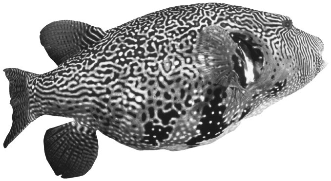 Иллюстрация к книге — Укрощение бесконечности. История математики от первых чисел до теории хаоса [i_177.jpg]