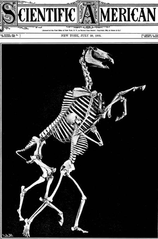 Иллюстрация к книге — Лошадь. Биография нашего благородного спутника [i_007.jpg]