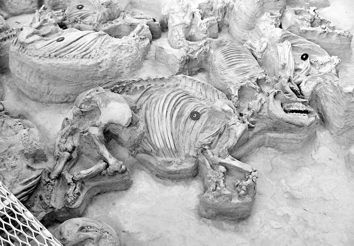 Иллюстрация к книге — Лошадь. Биография нашего благородного спутника [i_009.jpg]