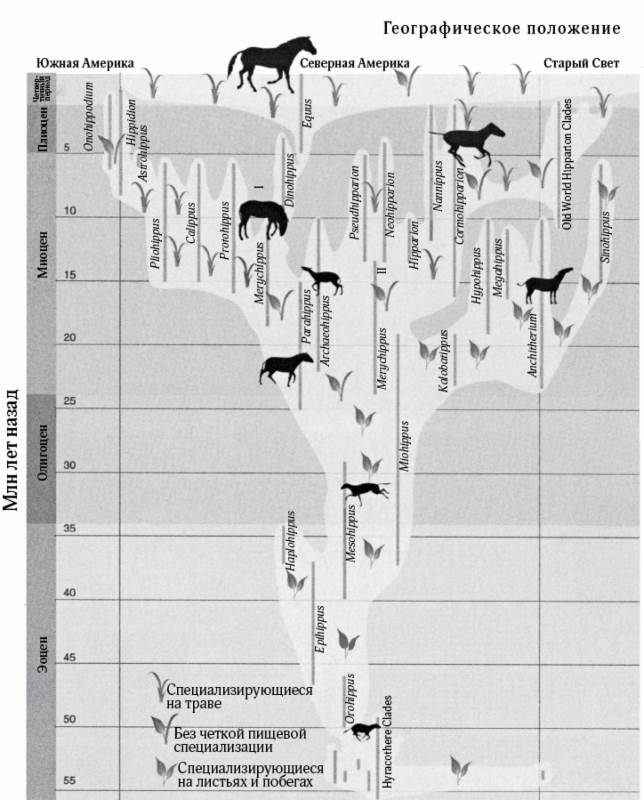 Иллюстрация к книге — Лошадь. Биография нашего благородного спутника [i_011.jpg]