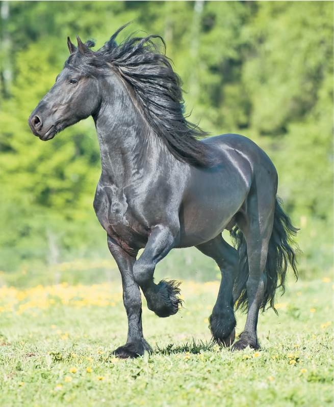 Иллюстрация к книге — Лошадь. Биография нашего благородного спутника [i_017.jpg]