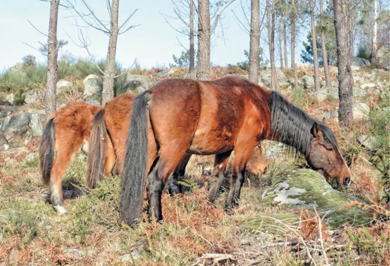 Иллюстрация к книге — Лошадь. Биография нашего благородного спутника [i_018.jpg]