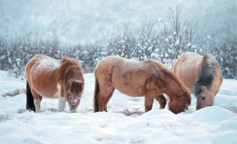 Иллюстрация к книге — Лошадь. Биография нашего благородного спутника [i_020.jpg]