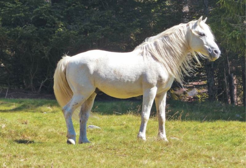 Иллюстрация к книге — Лошадь. Биография нашего благородного спутника [i_021.jpg]