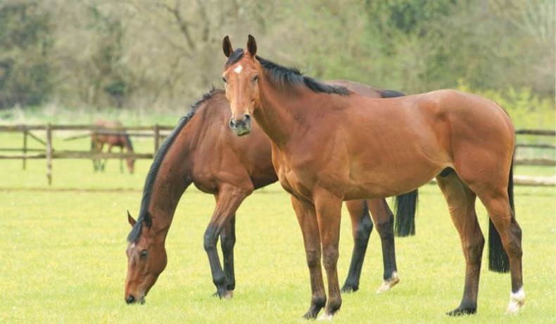 Иллюстрация к книге — Лошадь. Биография нашего благородного спутника [i_023.jpg]