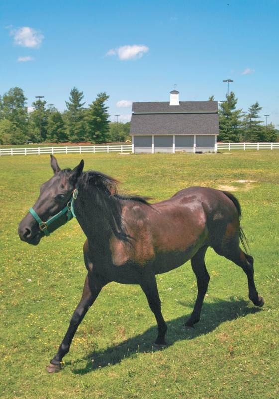 Иллюстрация к книге — Лошадь. Биография нашего благородного спутника [i_025.jpg]