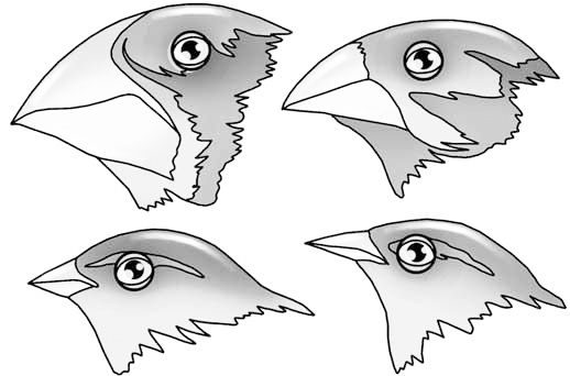 Иллюстрация к книге — Эволюция на пальцах. Для детей и родителей, которые хотят объяснять детям [_2.jpg]
