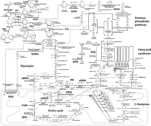 Иллюстрация к книге — Эволюция на пальцах. Для детей и родителей, которые хотят объяснять детям [_7.jpg]