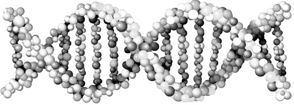 Иллюстрация к книге — Эволюция на пальцах. Для детей и родителей, которые хотят объяснять детям [_9.jpg]