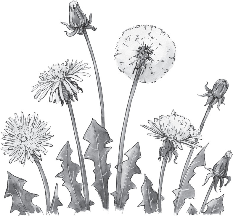 Иллюстрация к книге — Чижик-Пыжик [_1.jpg]