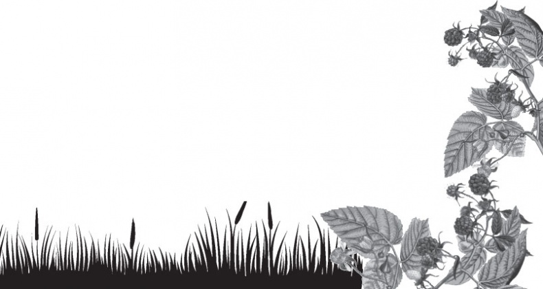 Иллюстрация к книге — Чижик-Пыжик [_101.jpg]