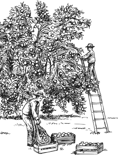 Иллюстрация к книге — Чижик-Пыжик [_108.jpg]