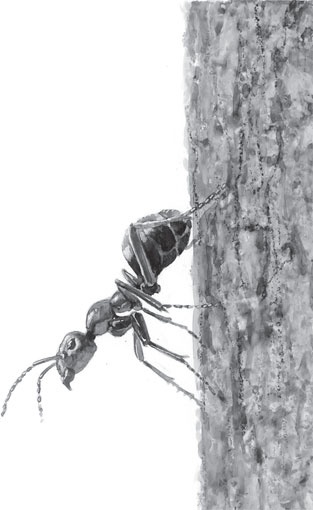 Иллюстрация к книге — Чижик-Пыжик [_110.jpg]