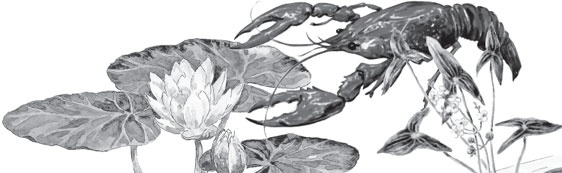 Иллюстрация к книге — Чижик-Пыжик [_116.jpg]