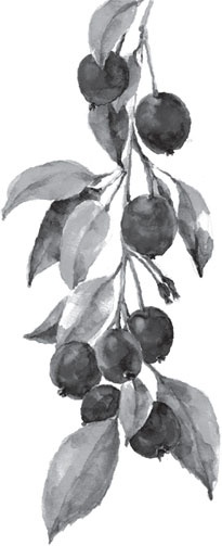 Иллюстрация к книге — Чижик-Пыжик [_117.jpg]