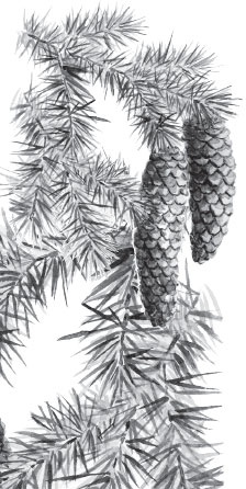 Иллюстрация к книге — Чижик-Пыжик [_142.jpg]