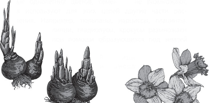 Иллюстрация к книге — Чижик-Пыжик [_35.jpg]