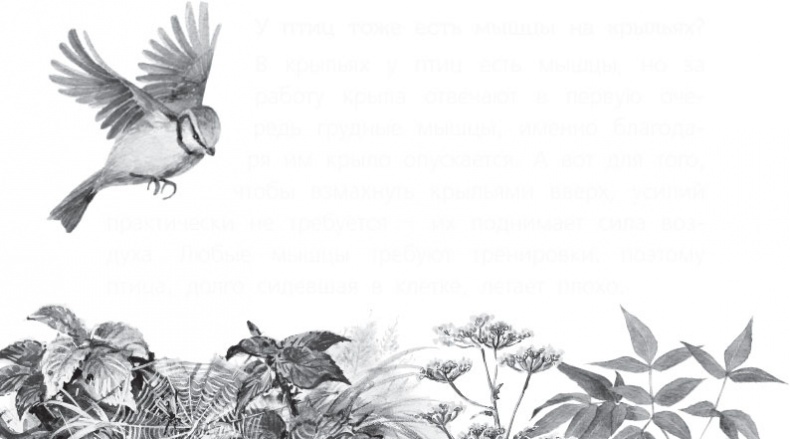 Иллюстрация к книге — Чижик-Пыжик [_59.jpg]