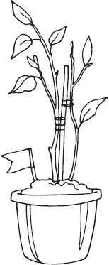 Иллюстрация к книге — Чижик-Пыжик [_67.jpg]